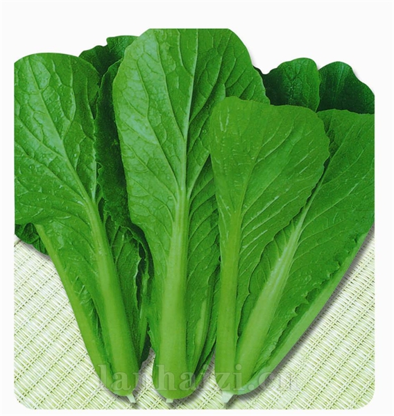 供应紫菊
