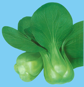供应吉青青菜6号—青梗菜种子