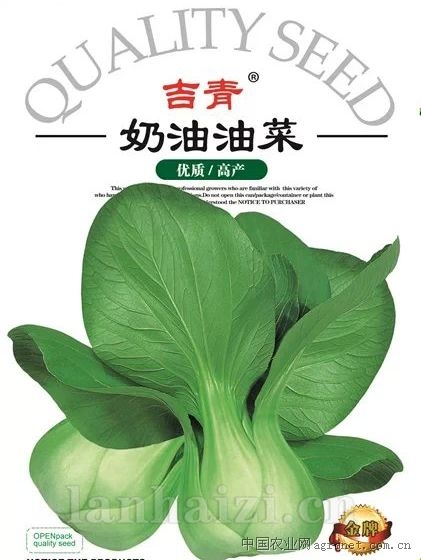 供应奶油油菜