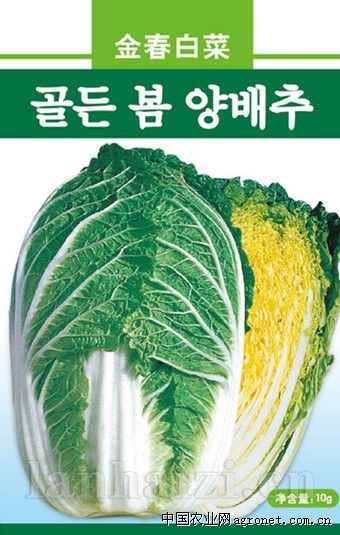 供应金春白菜—白菜种子