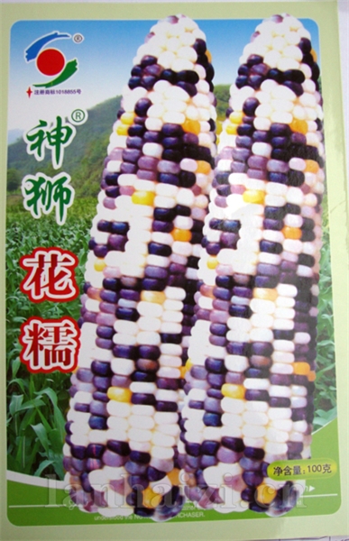 供应神狮花糯—玉米种子