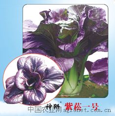 紫菘1号