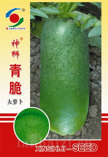 供应神狮青脆大萝卜种子