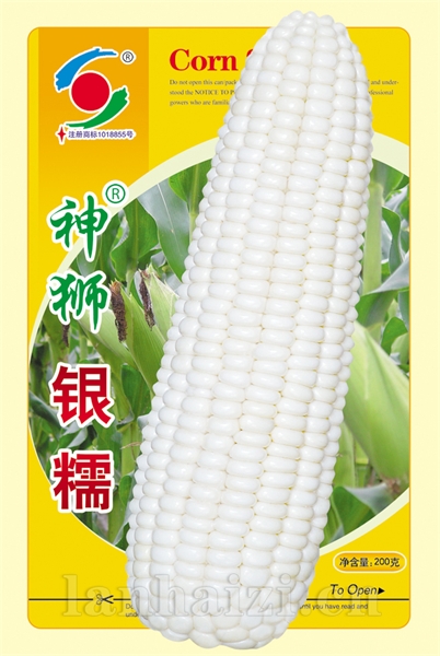 供应玉米种子