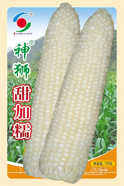 供应玉米种子