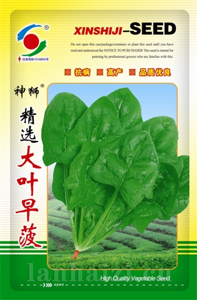 供应精选大叶早菠菜种子