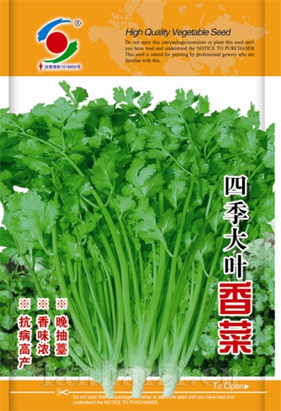 供应大叶香菜种子