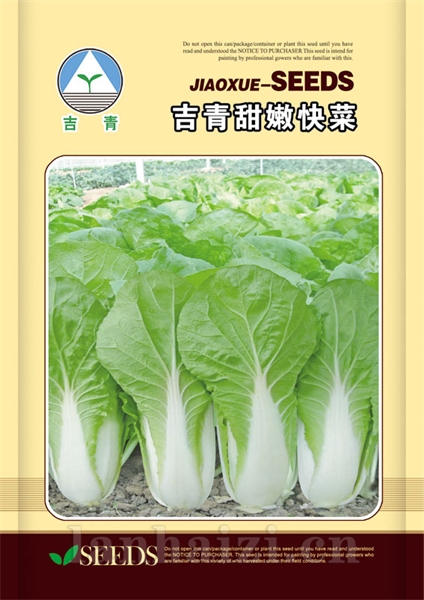 供应吉青甜嫩快菜—白菜种子