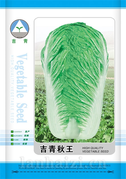 供应吉青秋王—白菜种子
