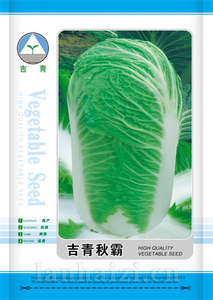 供应吉青秋霸—白菜种子
