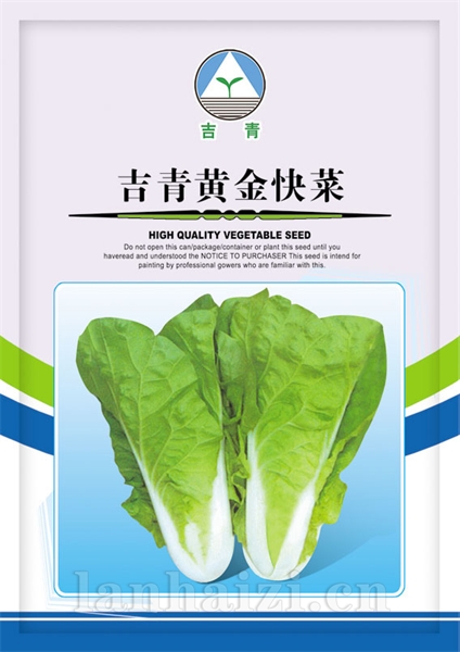 供应吉青黄金快菜—白菜种子