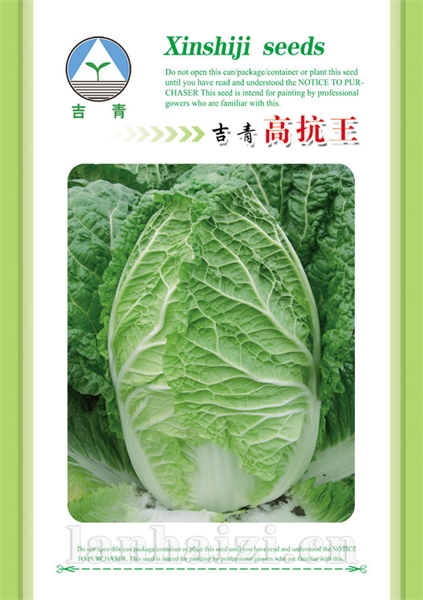 供应吉青高抗王—白菜种子