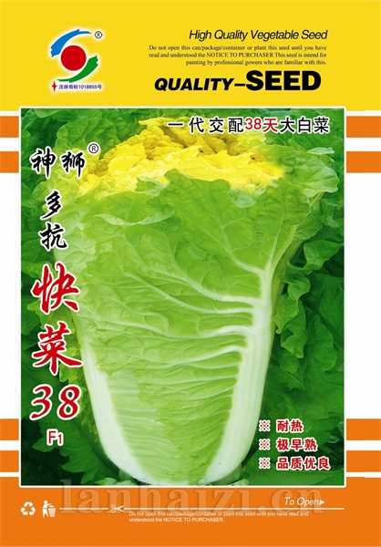 供应多抗快菜38F1—白菜种子