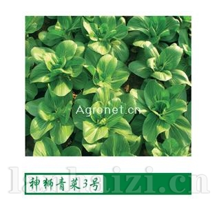 供应神狮青菜3号—白菜种子