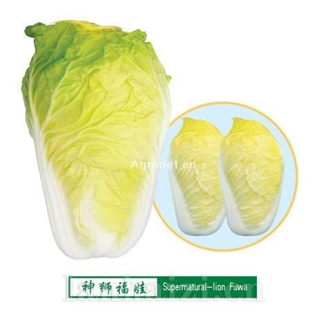 供应神狮福娃—白菜种子