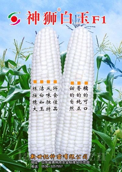 供应神狮白玉—菜用玉米种子