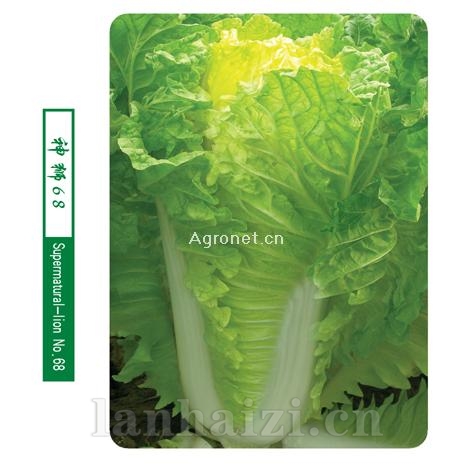供应神狮68—白菜种子