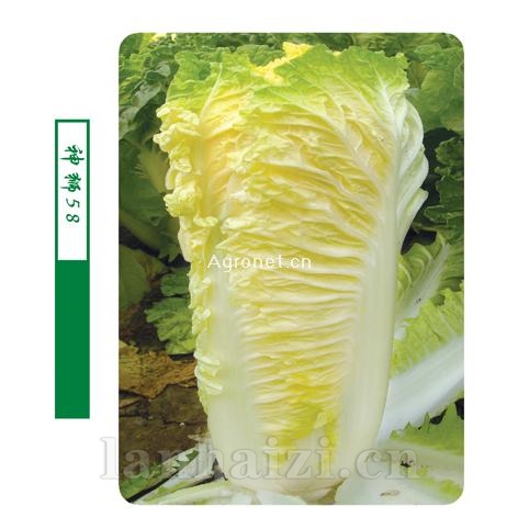 供应神狮58—白菜种子
