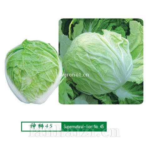 供应神狮45-白菜种子