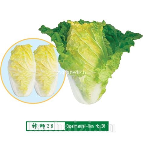 供应神狮28-白菜种子