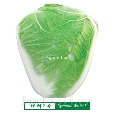 供应神狮7号-白菜种子