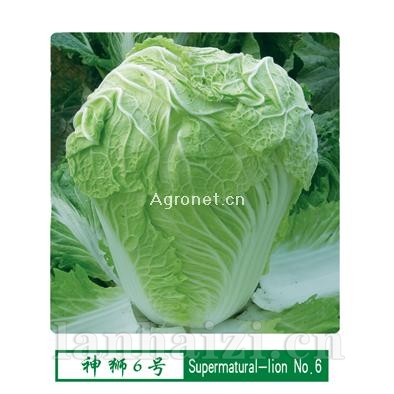 供应神狮6号—白菜种子