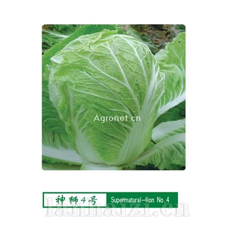 供应神狮四号—白菜种子