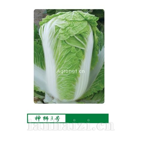 供应神狮三号-白菜种子