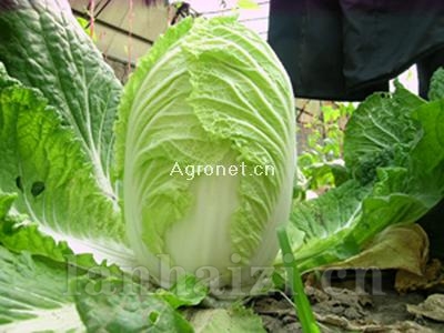 供应神狮春四号—白菜种子