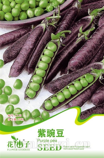 紫豌豆