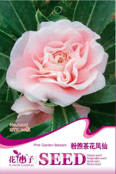 粉煦茶花凤仙