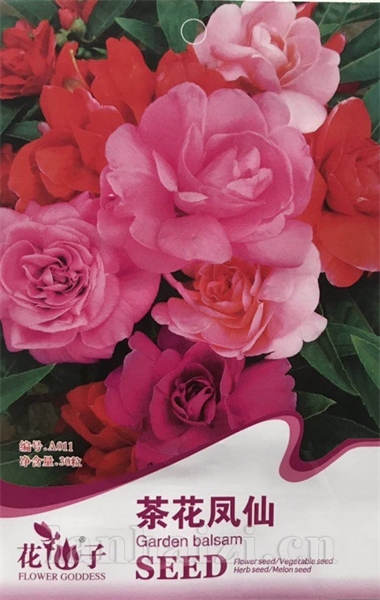 茶花凤仙