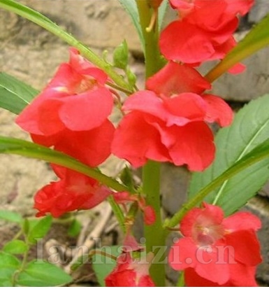 红茶花凤仙
