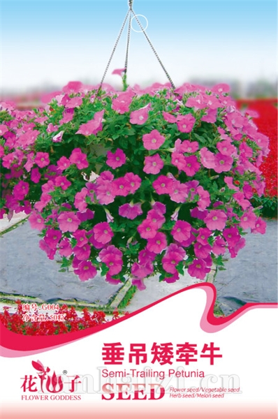 垂吊矮牵牛