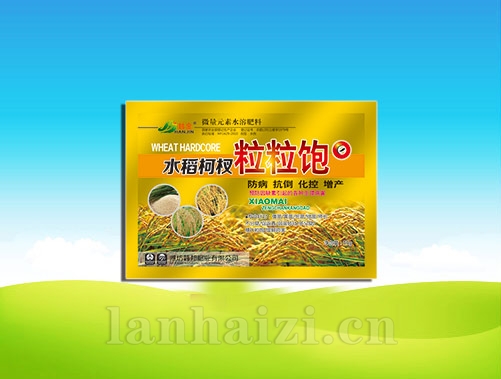 水稻柯杈粒粒饱
