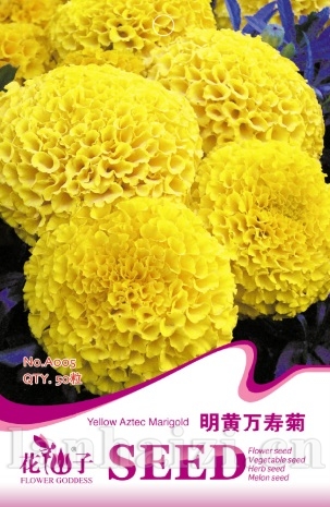 明黄万寿菊
