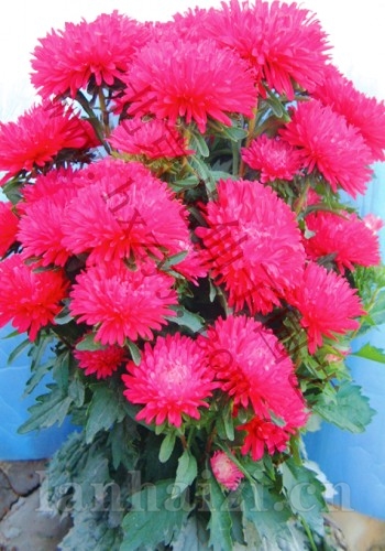 翠菊