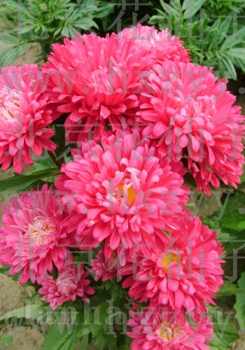 阳台翠菊