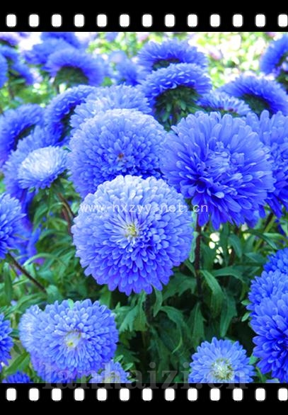 阳台翠菊
