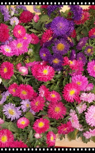 小矮人翠菊