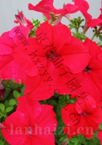 F1矮牵牛夏威夷