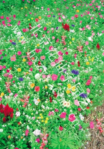 矮生野花组合