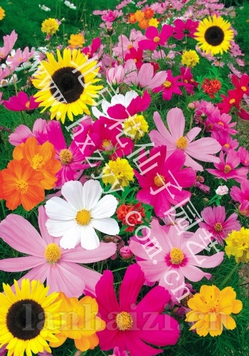 快速生长组合（开花快）