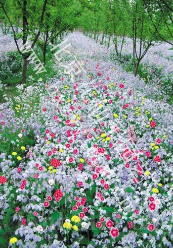 耐阴野花组合