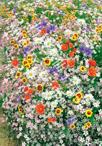 耐湿野花组合