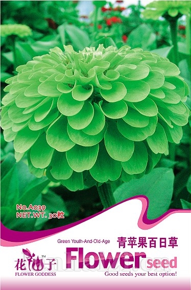 青苹果百日草