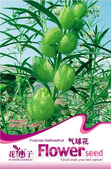 气球花
