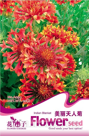 美丽天人菊