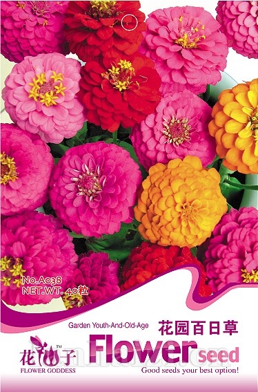 	 花园百日草