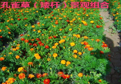 	 大花三色堇